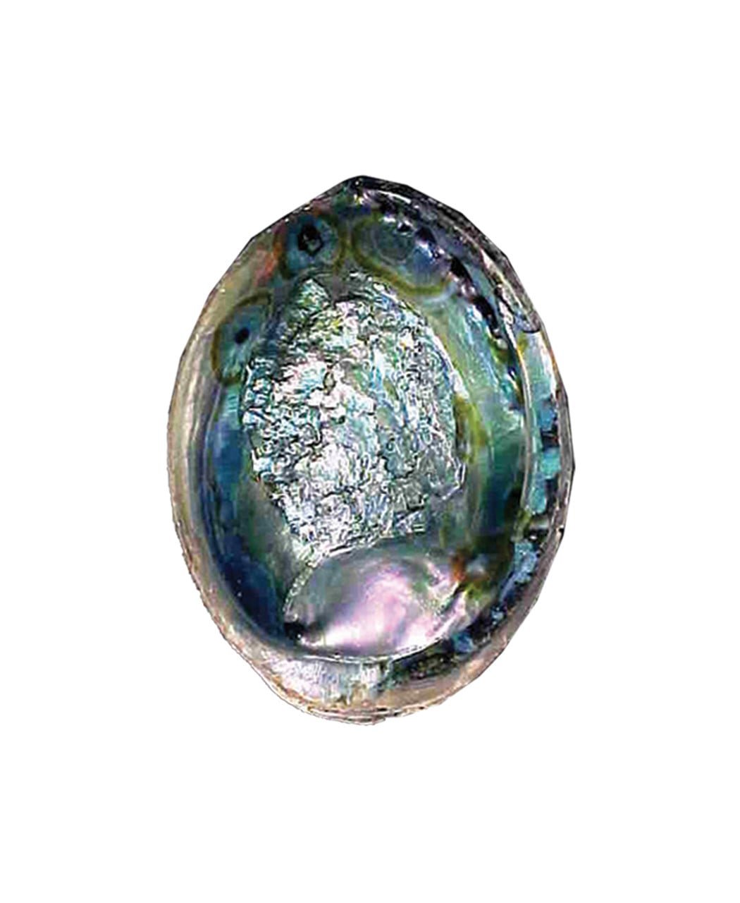 Abalone-Shell-4-5-Inch