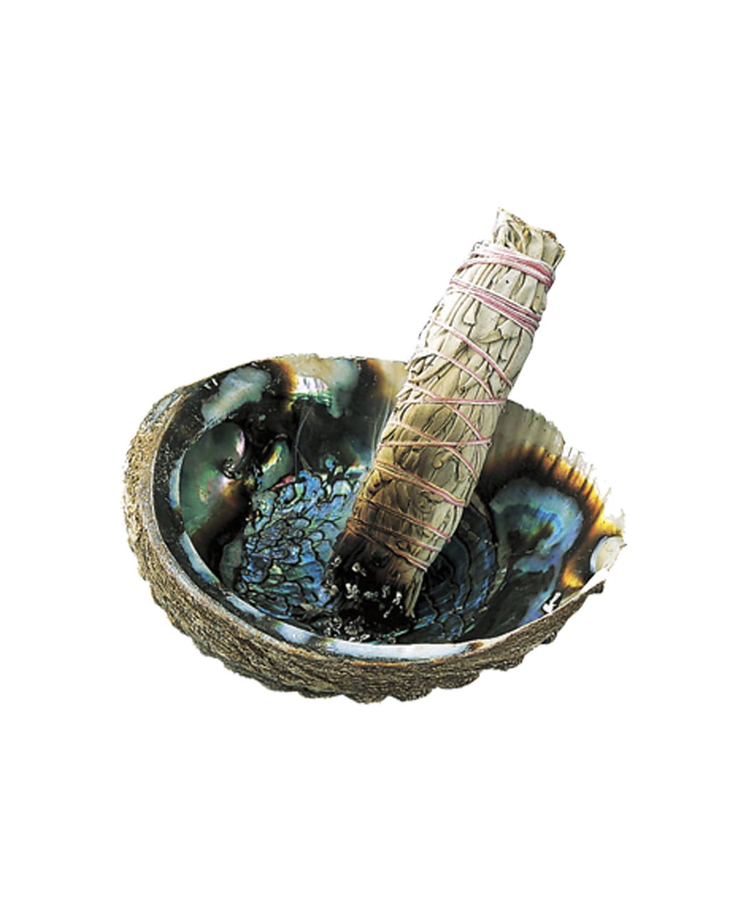 Abalone-Shell-4-5-Inch