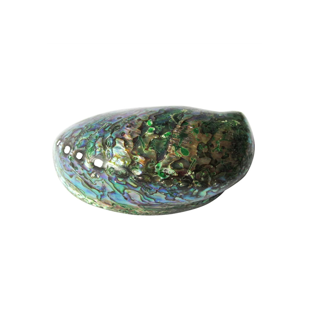 Abalone-Shell-4-5-Inch