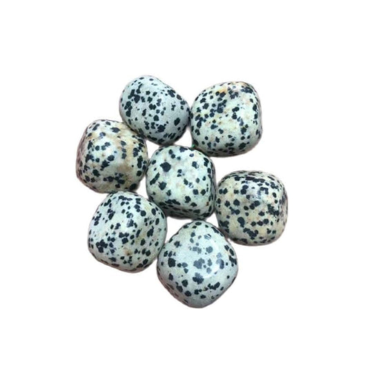 Dalmatian-Jasper